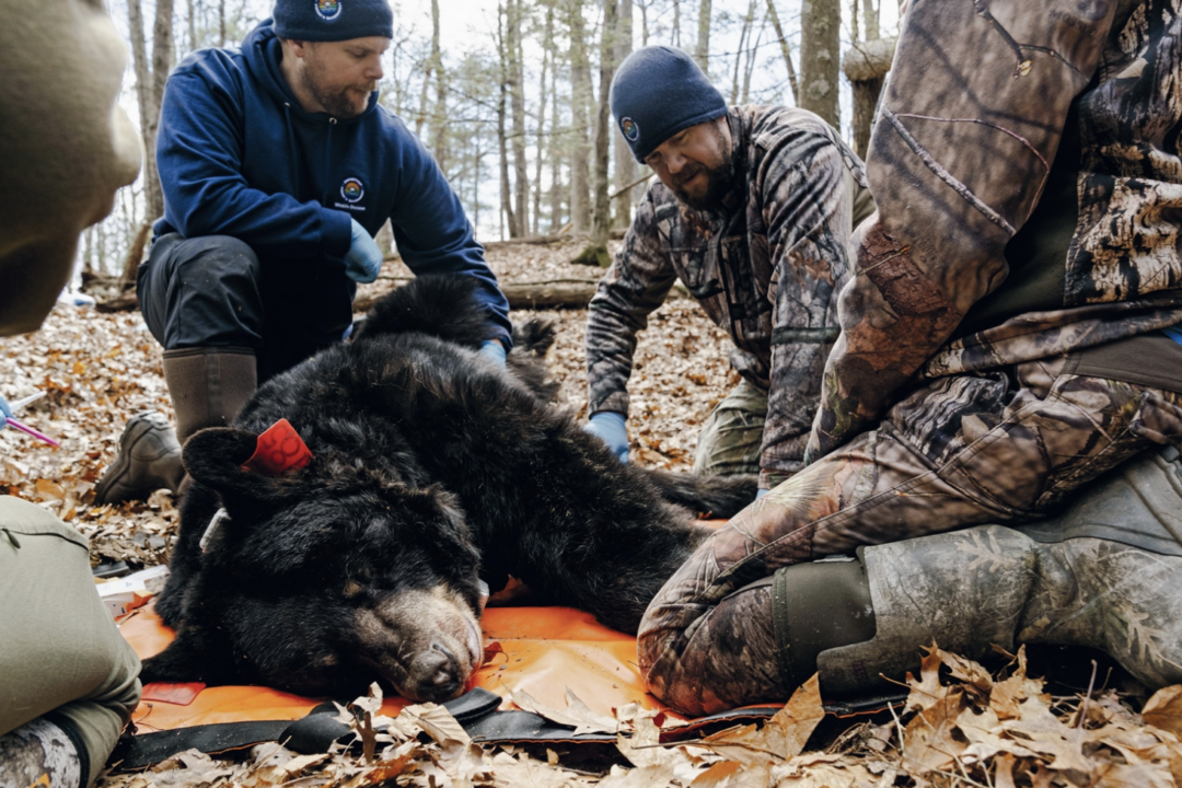 Two men kneel in the forest over a black bear who is unconscious from a sedative.